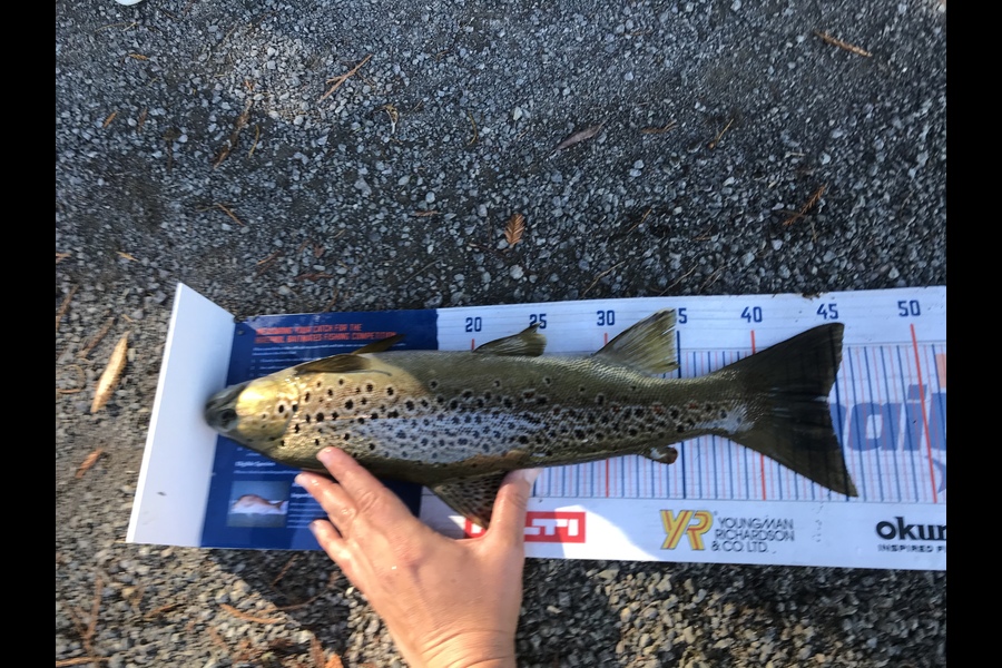 Gabriel Vilgalys caught this 44.5cm Trout at Tauranga  during The Hirepool Baitmates Fishing Comp