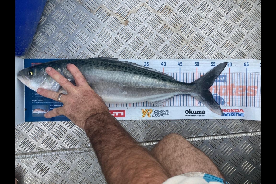 Russell Blomquist caught this 53.5cm Kahawai at Whangarei during The Hirepool Baitmates Fishing Comp