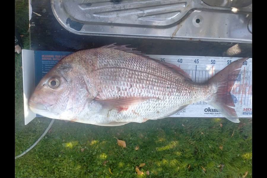 casey seerup caught this 56cm Snapper at Raglan during The Hirepool Baitmates Fishing Comp