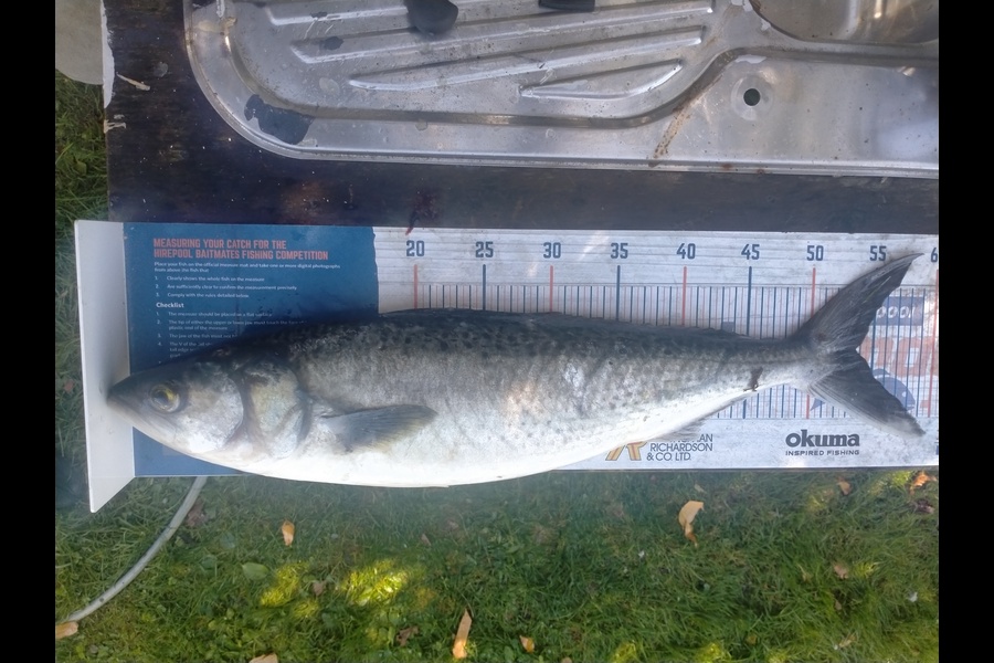 casey seerup caught this 53.5cm Kahawai at Raglan during The Hirepool Baitmates Fishing Comp