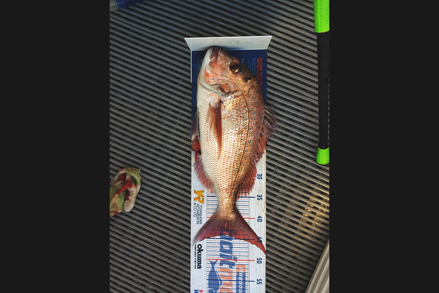 Karl Bogue caught this 44.0cm Snapper at Hauraki gulf during The Hirepool Baitmates Fishing Comp
