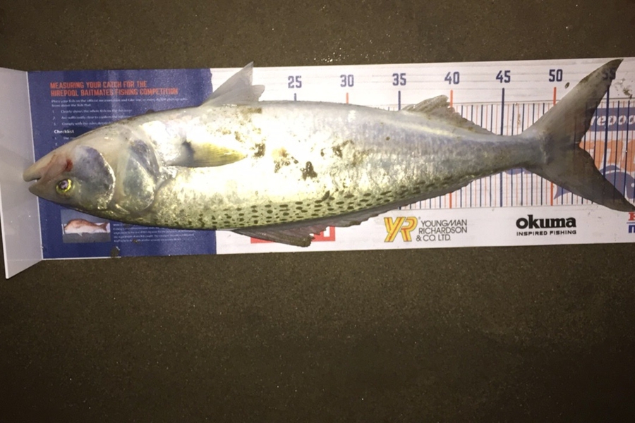 Nathan Fee caught this 52.5cm Kahawai at Papamoa Beach during The Hirepool Baitmates Fishing Comp
