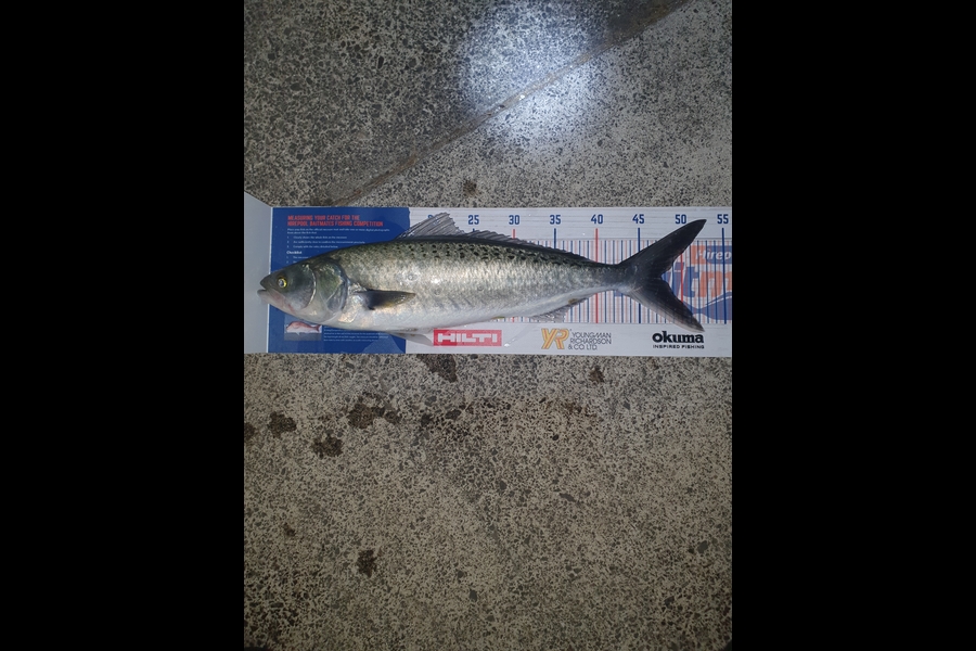 Stephen Torrey caught this 47.5cm Kahawai at Waihi beach during The Hirepool Baitmates Fishing Comp
