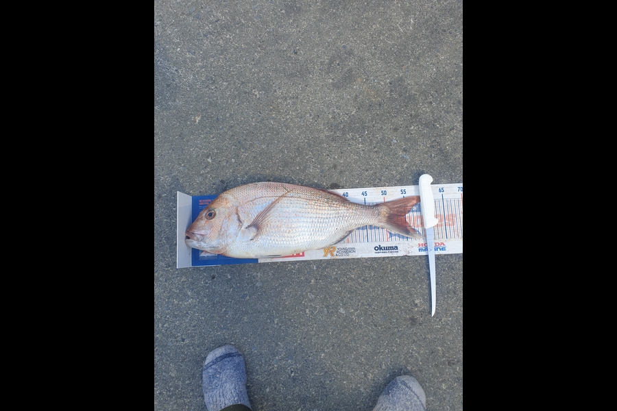 Gavin White caught this 54.5cm Snapper at Mana during The Hirepool Baitmates Fishing Comp