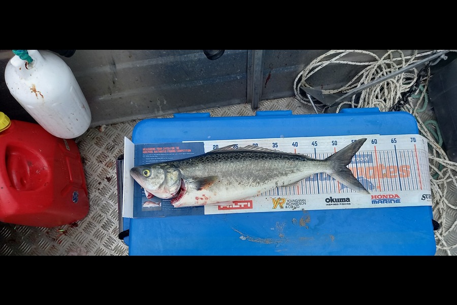 Riki Taia caught this 52cm Kahawai at Gulf harbour during The Hirepool Baitmates Fishing Comp