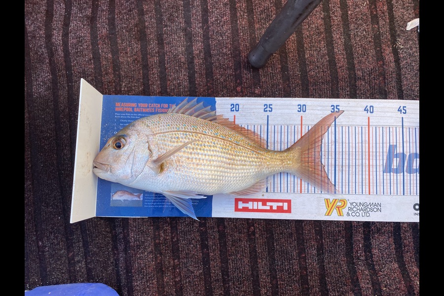 Greg McGrath caught this 32.5cm Snapper at Far North during The Hirepool Baitmates Fishing Comp