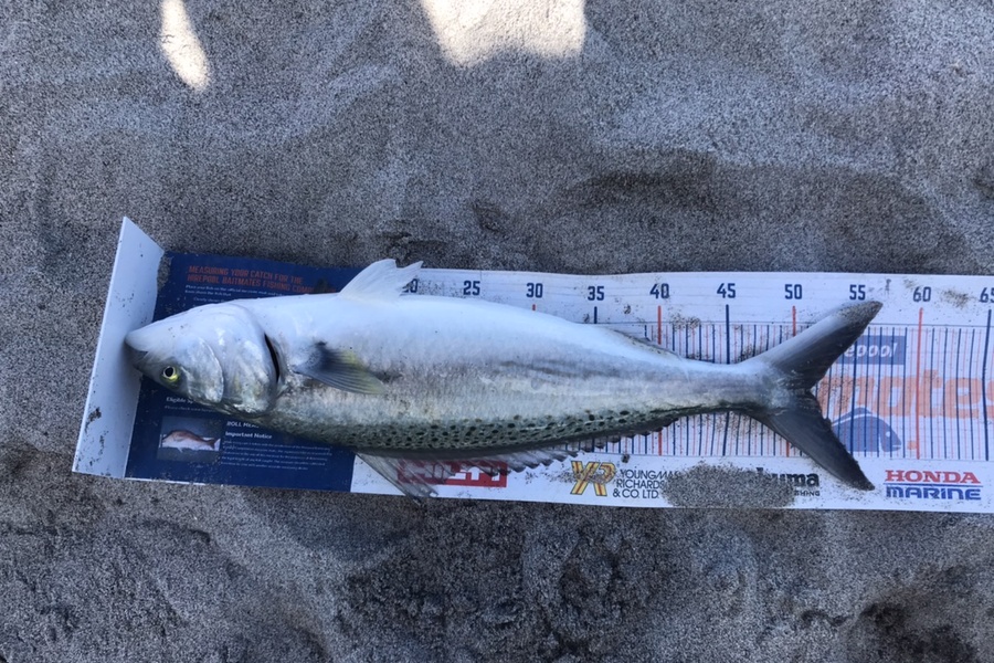 Gabriel Vilgalys caught this 50.5cm Kahawai at Tauranga during The Hirepool Baitmates Fishing Comp