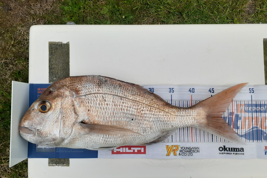 Mathew Goodall caught this 47.0cm Snapper at Firth of Thames during The Hirepool Baitmates Fishing Comp
