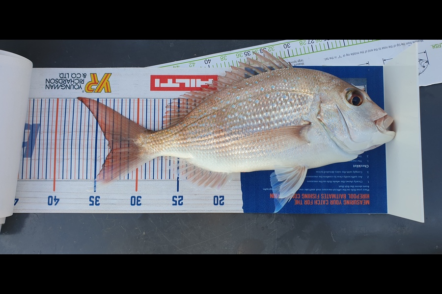 Jim Barker caught this 33.5cm Snapper at Whangamata  during The Hirepool Baitmates Fishing Comp