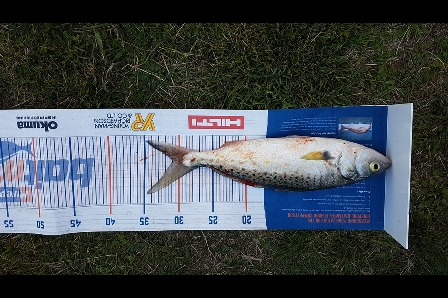 Jack Triplow caught this 31.0cm Kahawai at Marlborough Sounds during The Hirepool Baitmates Fishing Comp