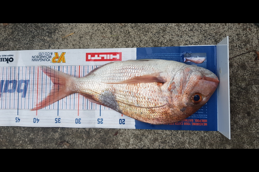 kate Taylor caught this 36.0cm Snapper at Little  Barrier during The Hirepool Baitmates Fishing Comp