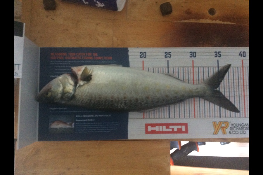 Johnny MacKinnon caught this 34.0cm Kahawai at Pilot Bay, tauranga Harbour during The Hirepool Baitmates Fishing Comp