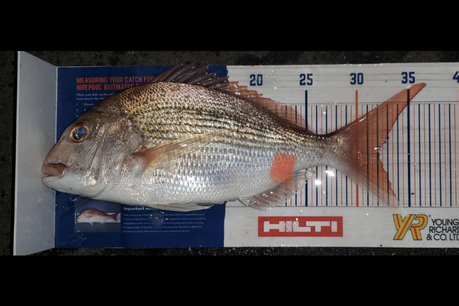 Jeremy Sejismundo caught this 32.0cm Snapper at Hauraki Gulf during The Hirepool Baitmates Fishing Comp