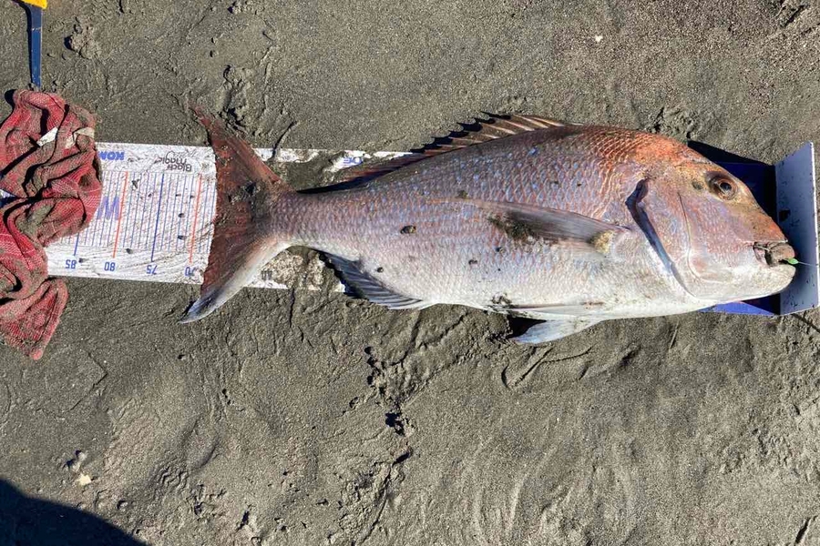 Viv Radich caught this 67.5cm Snapper at Foxton  during The Hirepool Baitmates Fishing Comp
