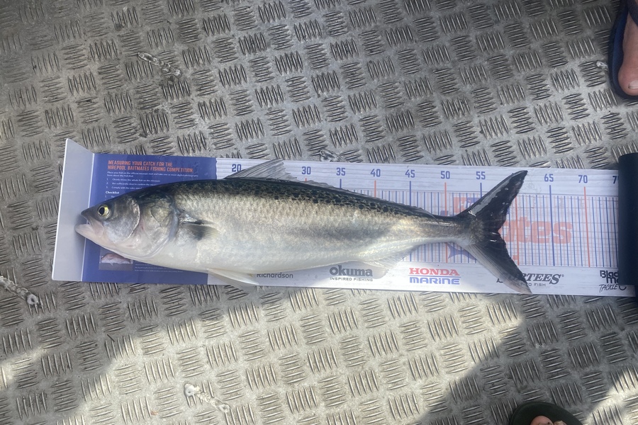 Neil John Barnes caught this 57.0cm Kahawai at Urenui during The Hirepool Baitmates Fishing Comp