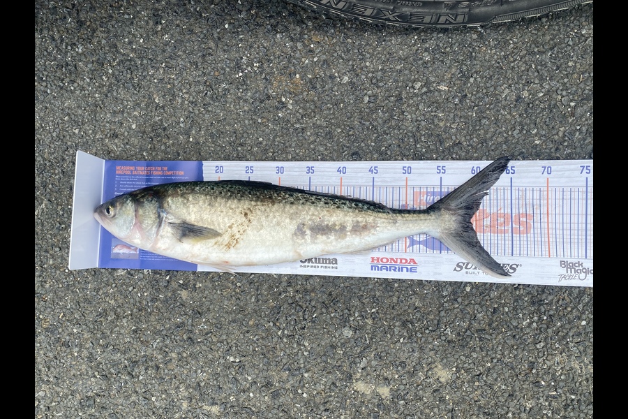 Raynor Denton caught this 59.0cm Kahawai at Tahaaroa  during The Hirepool Baitmates Fishing Comp