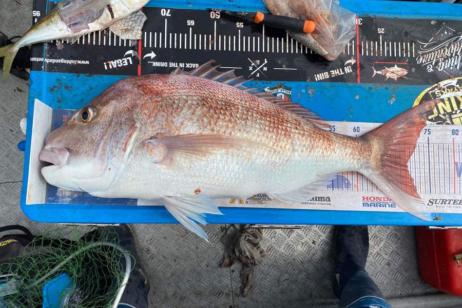 James Pike caught this 70.0cm Snapper at Manu Bay during The Hirepool Baitmates Fishing Comp