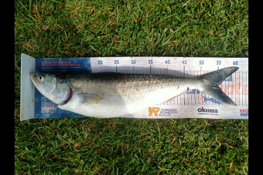 James Pike caught this 55.0cm Kahawai at Manu Bay during The Hirepool Baitmates Fishing Comp