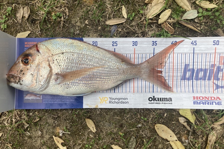 Graeme Duncan caught this 36.0cm Snapper at Coromandel  during The Hirepool Baitmates Fishing Comp