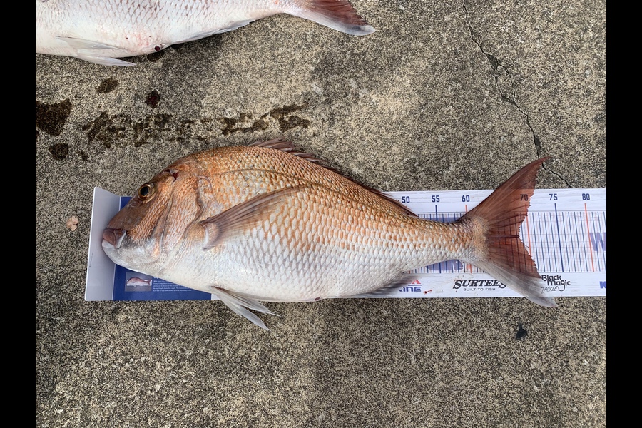 Domonic Tatham caught this 68.0cm Snapper at Waitara  during The Hirepool Baitmates Fishing Comp