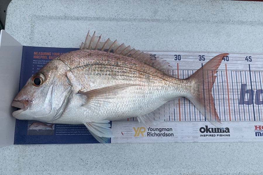 Pranesh Naidu caught this 36.5cm Snapper at Beachlands  during The Hirepool Baitmates Fishing Comp