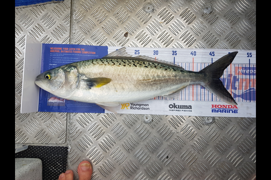 Levi kendall caught this 47.0cm Kahawai at New Plymouth  during The Hirepool Baitmates Fishing Comp