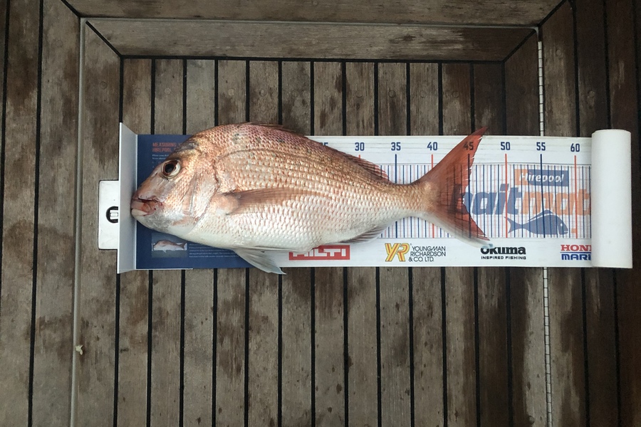 Steve Lawn caught this 44.0cm Snapper at Rakino during The Hirepool Baitmates Fishing Comp
