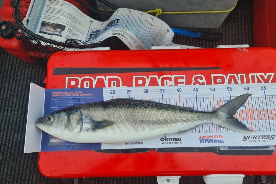 Simon McMillan caught this 55.0cm Kahawai at Northern Rangitoto island during The Hirepool Baitmates Fishing Comp