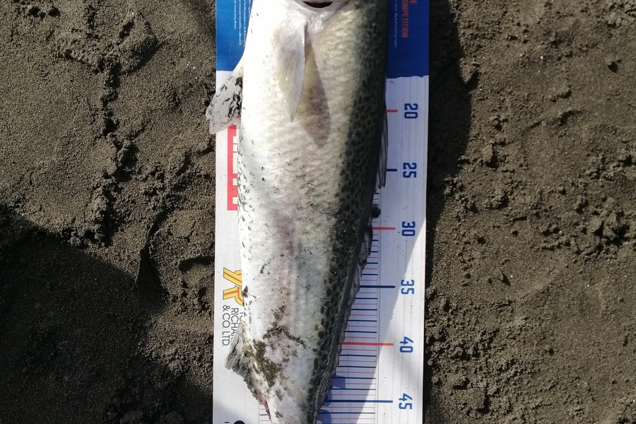 Shayne Mckenzie caught this 55.0cm Kahawai at Taranaki during The Hirepool Baitmates Fishing Comp