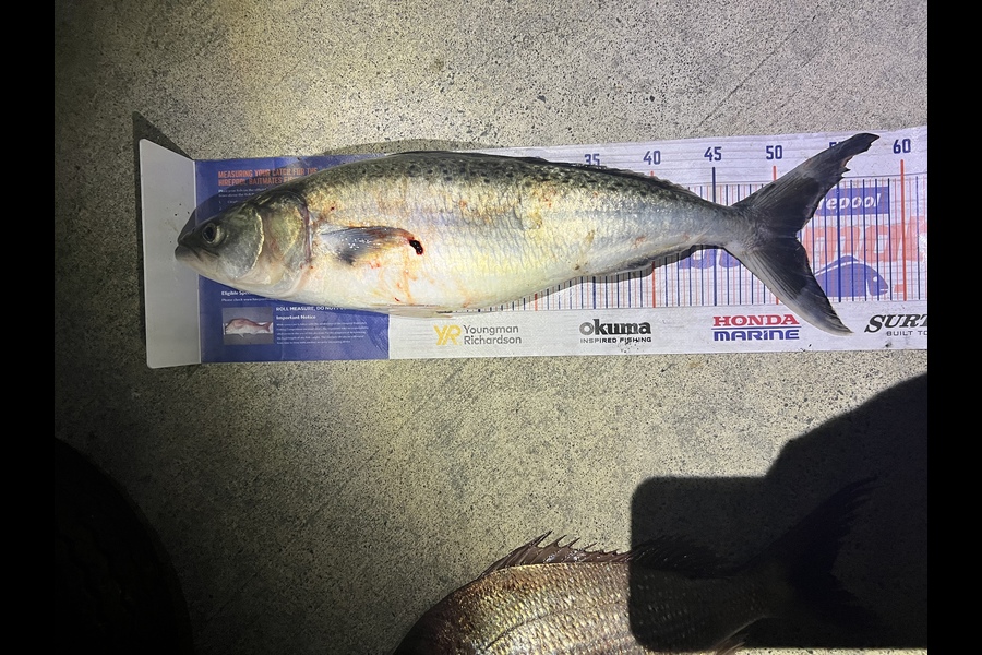 Taha Shahiwala caught this 51.5cm Kahawai at Torbay  during The Hirepool Baitmates Fishing Comp