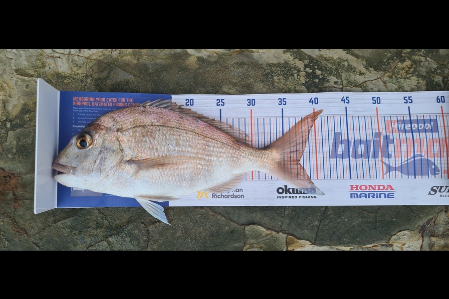 Graeme Copeland caught this 37.0cm Snapper at Orewa during The Hirepool Baitmates Fishing Comp