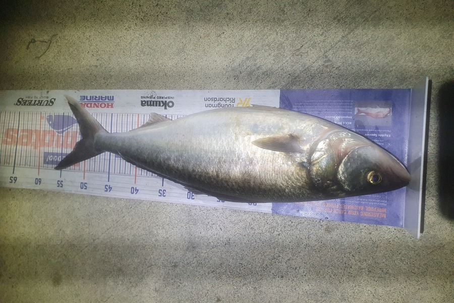 Ben Cullen caught this 50cm Kahawai at Auckland east coast bays during The Hirepool Baitmates Fishing Comp