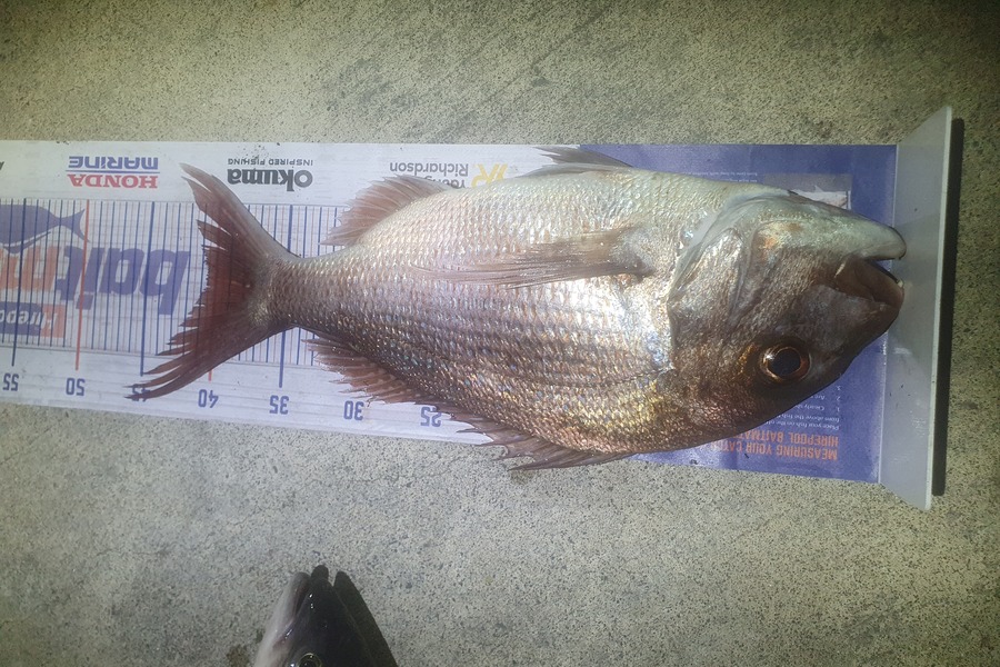Ben Cullen caught this 40.0cm Snapper at Auckland east coast bays during The Hirepool Baitmates Fishing Comp