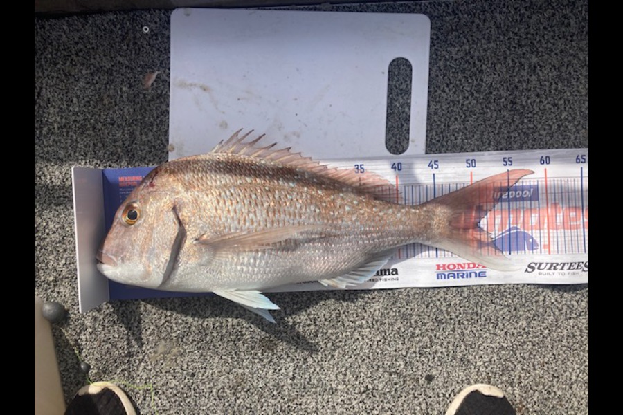 Karl Rickard-Worth caught this 50.5cm Snapper at Huraki Gulf just off Takapuna Boat Ramp during The Hirepool Baitmates Fishing Comp