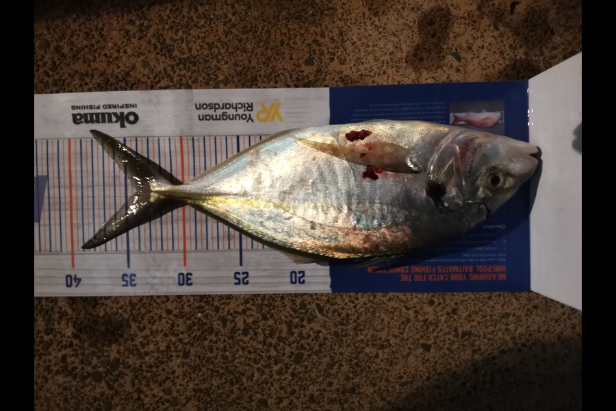 Brendan  Slee  caught this 34.0cm Trevally at Hauraki Gulf during The Hirepool Baitmates Fishing Comp
