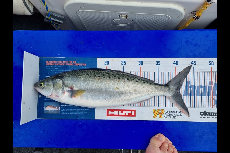 Bronwyn Langham caught this 41.0cm Kahawai at Golden Bay during The Hirepool Baitmates Fishing Comp