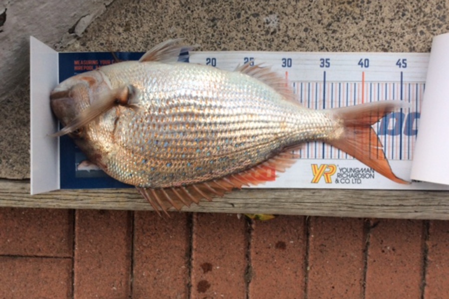 Johnny MacKinnon caught this 41.0cm Snapper at BOP during The Hirepool Baitmates Fishing Comp