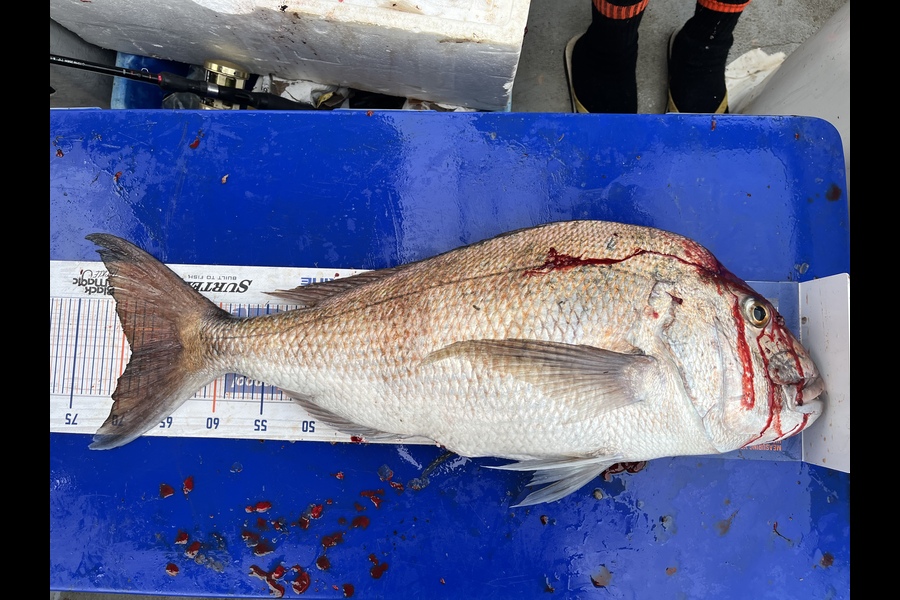 Tex Waddell caught this 68.0cm Snapper at Hen&Chicks during The Hirepool Baitmates Fishing Comp