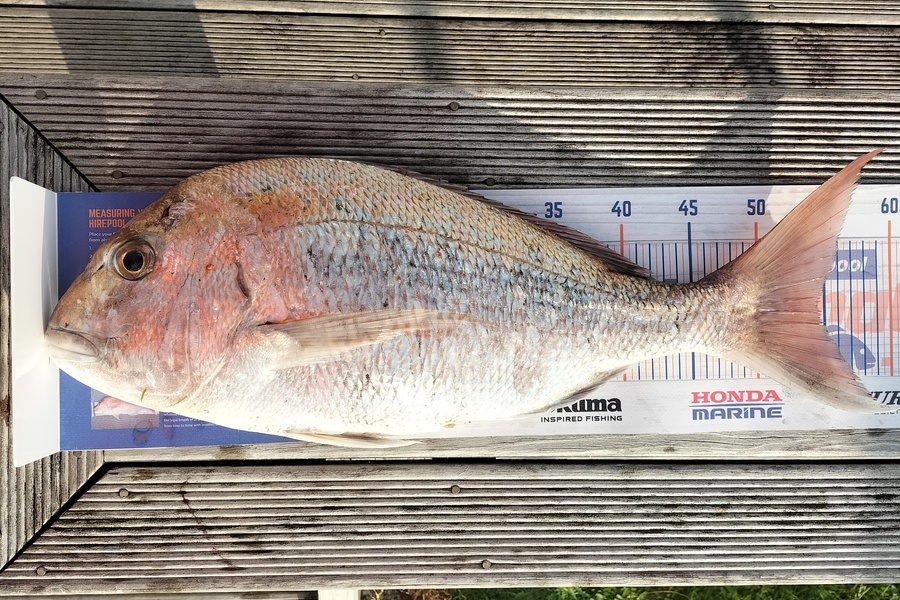 Shaun Curtis caught this 53.0cm Snapper at Waitara during The Hirepool Baitmates Fishing Comp