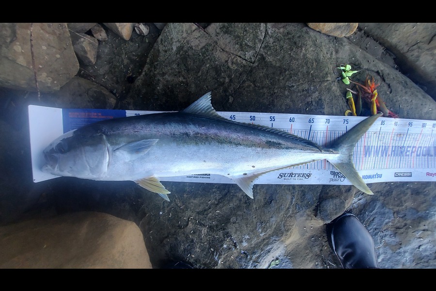 Troy Rae-Royle caught this 77.0cm Kingfish at Tawharanui  during The Hirepool Baitmates Fishing Comp