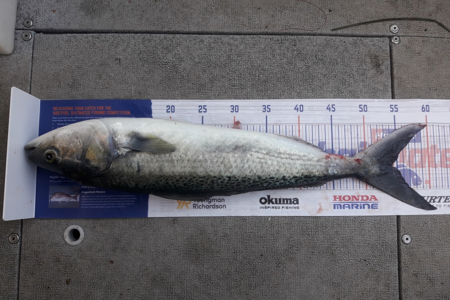 Enoch Vahua caught this 54cm Kahawai at Tauranga harbour during The Hirepool Baitmates Fishing Comp