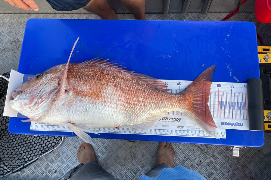 Ben Moran caught this 75.5cm Snapper at Hen and chicks during The Hirepool Baitmates Fishing Comp