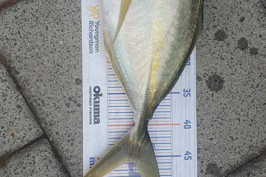 dave price caught this 45.0cm Trevally at Bay of Plenty  during The Hirepool Baitmates Fishing Comp