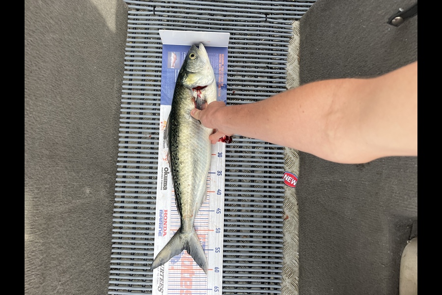 Brad Freeman caught this 55.0cm Kahawai at Rakino  during The Hirepool Baitmates Fishing Comp