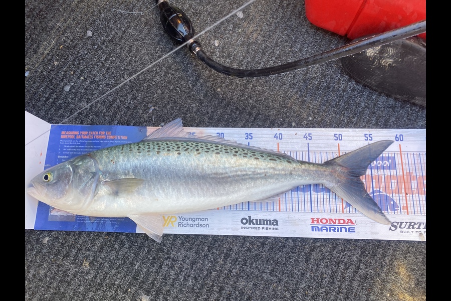 Luke Cross caught this 53.0cm Kahawai at Gulf Harbour  during The Hirepool Baitmates Fishing Comp