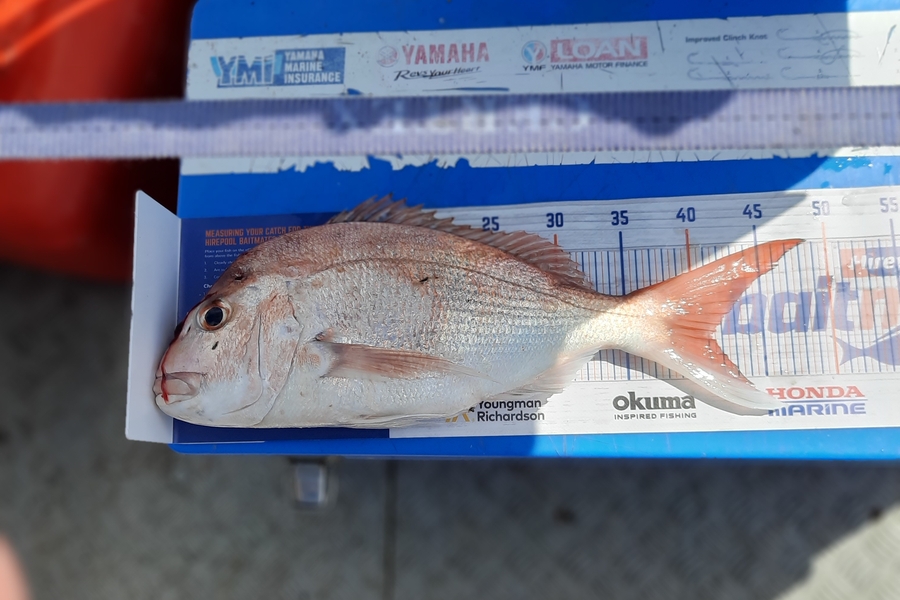 James Shelley caught this 41.0cm Snapper at Firth of thames  during The Hirepool Baitmates Fishing Comp