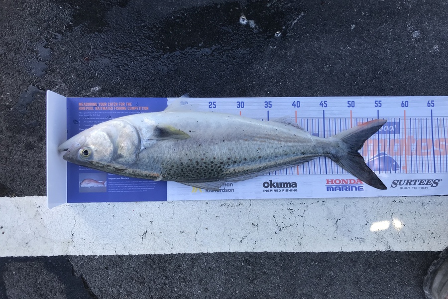 Frederick Solo caught this 51.0cm Kahawai at Wellington  during The Hirepool Baitmates Fishing Comp