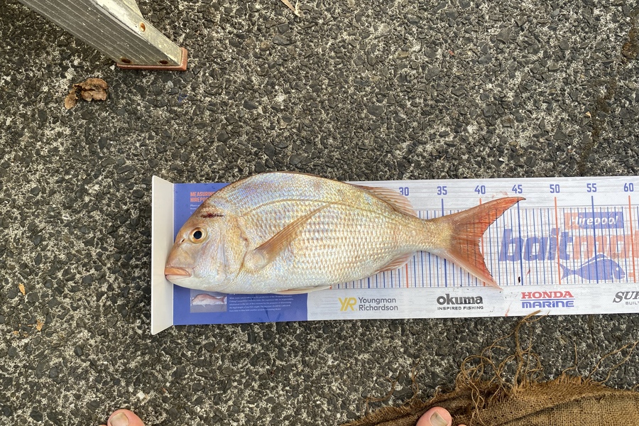 Steve Ryder caught this 39.5cm Snapper at Manukau harbour  during The Hirepool Baitmates Fishing Comp