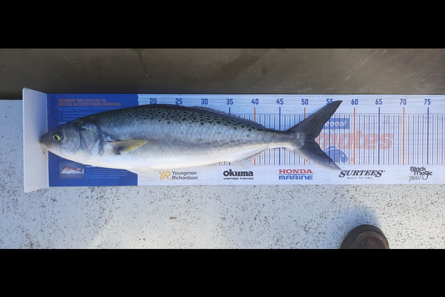 Jason Stewart caught this 52.0cm Kahawai at Wellington harbour during The Hirepool Baitmates Fishing Comp