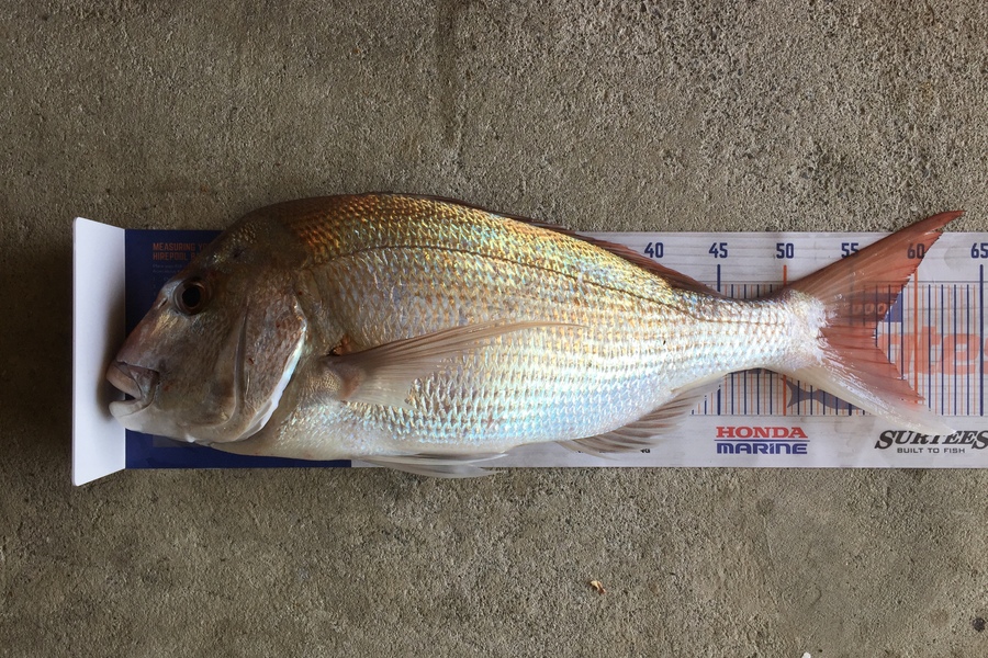 Philip Clark caught this 56.5cm Snapper at Manukau Harbour  during The Hirepool Baitmates Fishing Comp